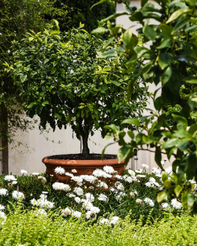 Plantes d'extérieur