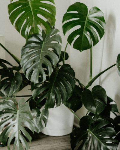 Plante d'intérieur