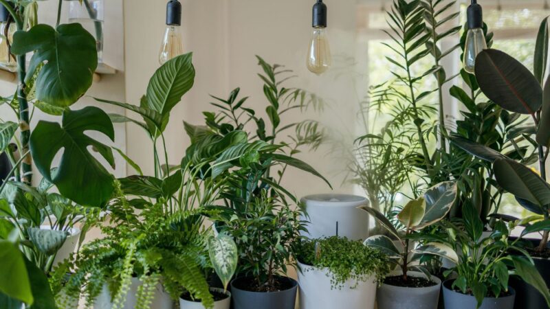 Plantes d'intérieur faciles d'entretien
