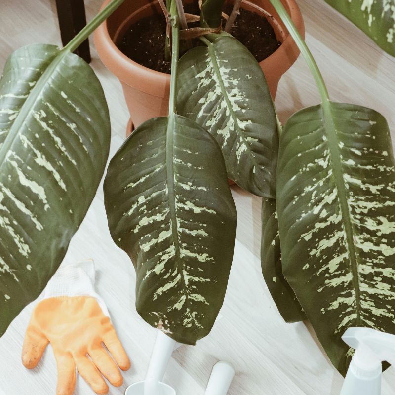 Dieffenbachia