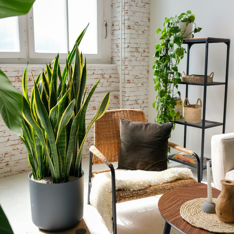 Sansevieria s'entretien facilement