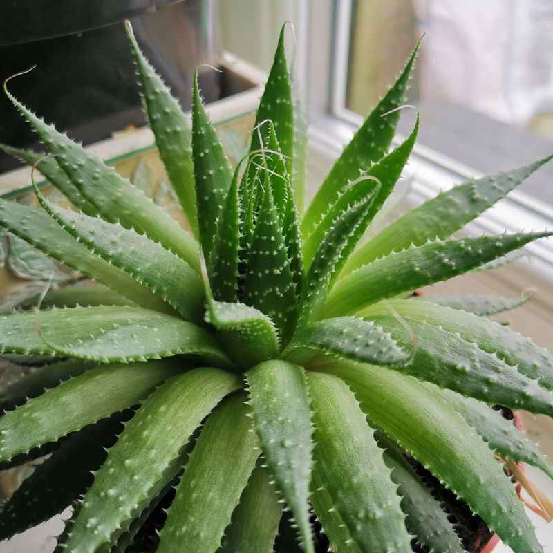 Aloe vera