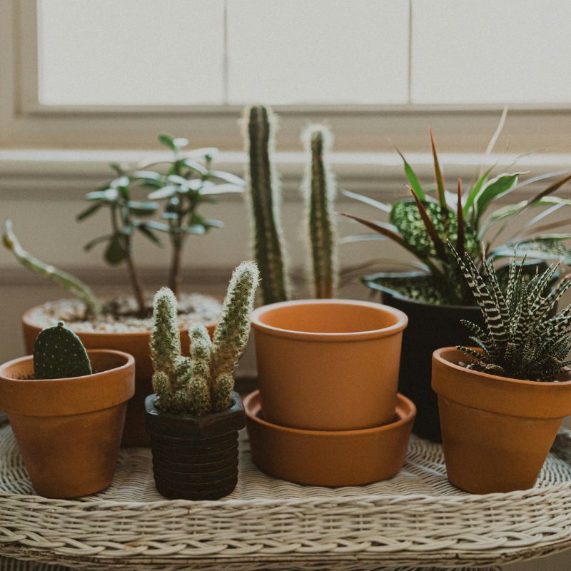 Cactus en intérieur
