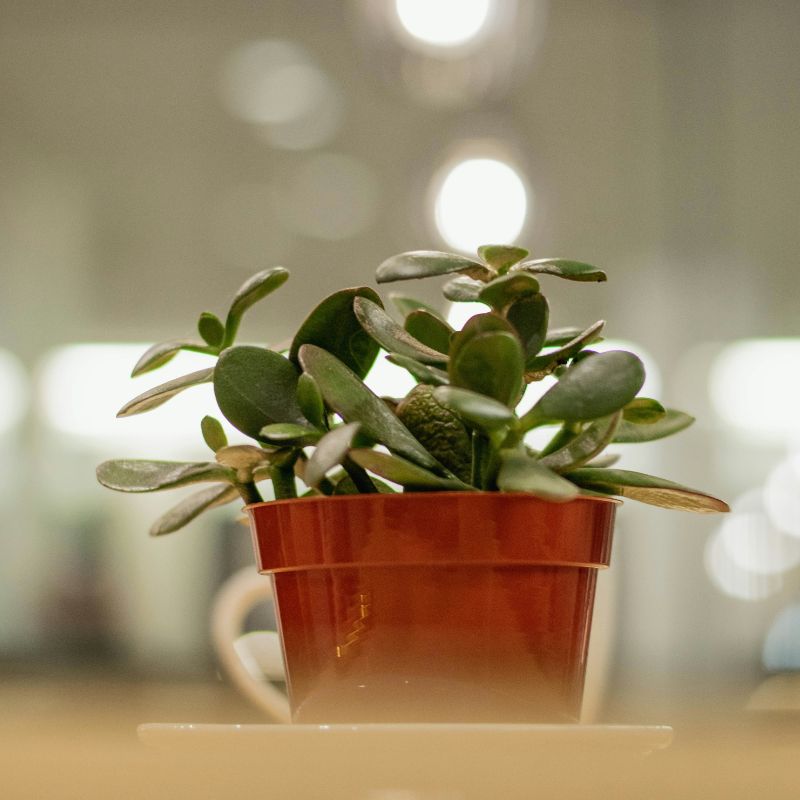 Plante de jade