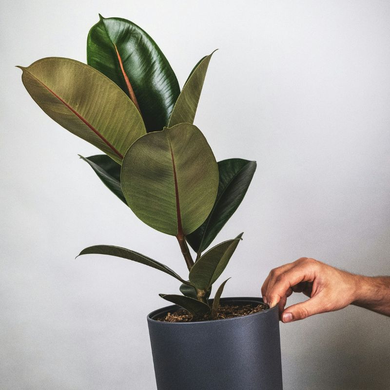 Ficus elastica