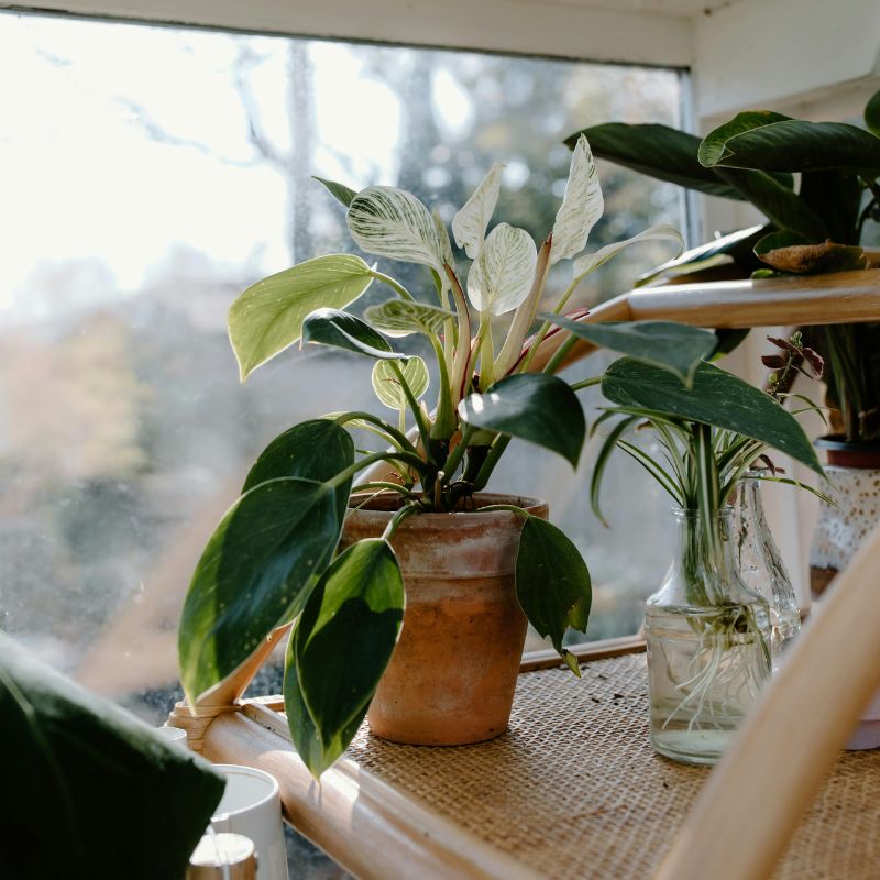 Philodendron