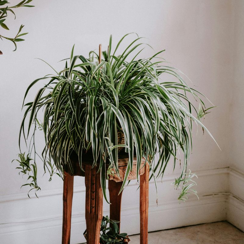 Spider plant