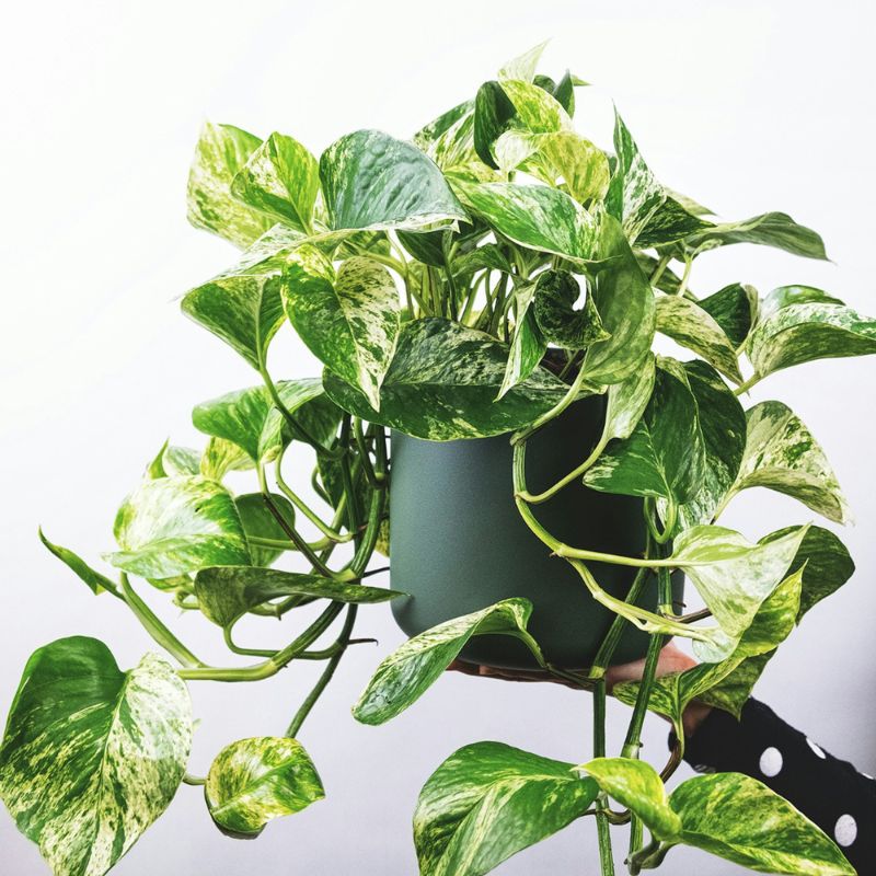 Pothos la plante tombante d'intérieur