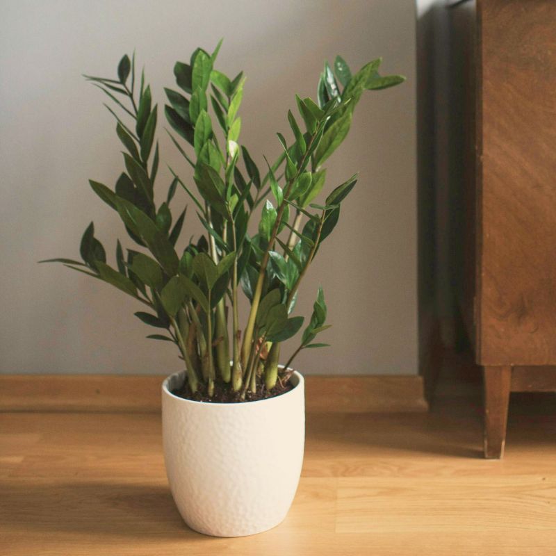 zz plant