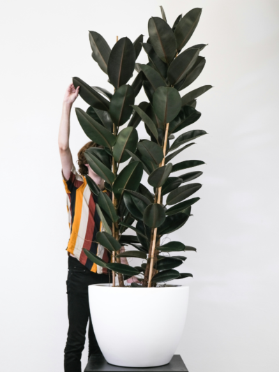 Plante Ficus Tineke (Figuier Caoutchouc) - Pot 6cm - Hauteur 15cm - Plante D'Intérieur Verte - PLNTS