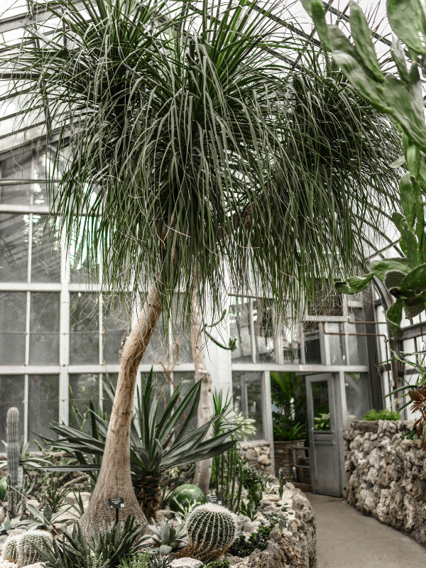 Dracaena marginata