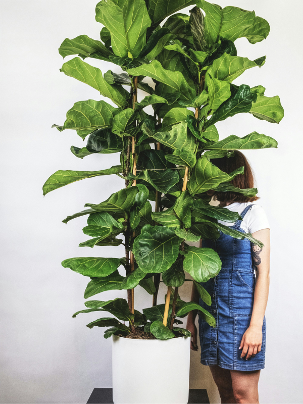 Ficus Lyrata grande plante d'intérieur facile à entretenir