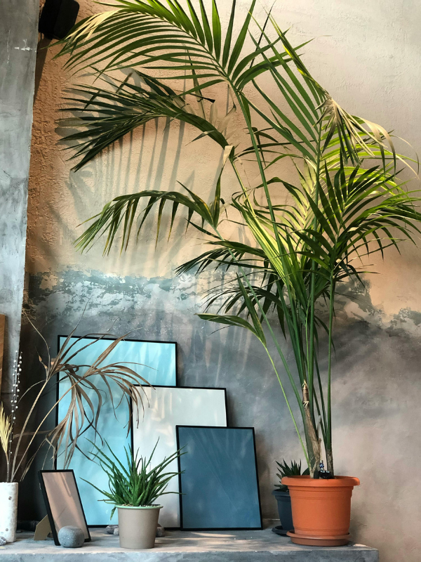 Kentia grande plante d'intérieur