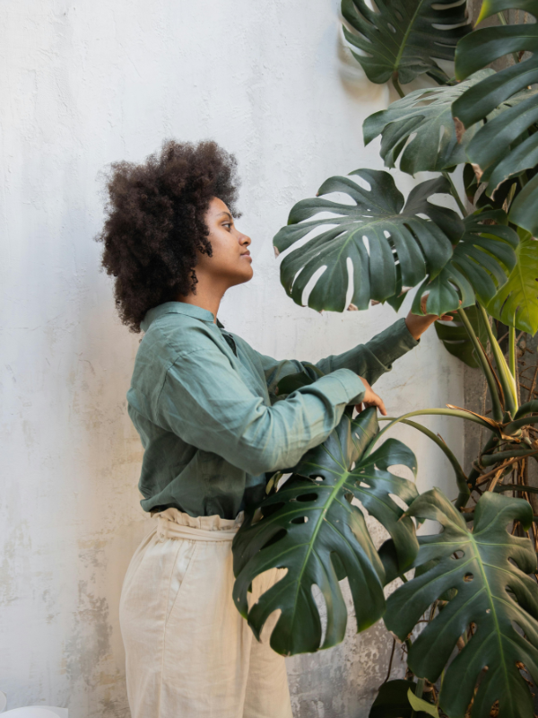 La monstera deliciosa, grande plante d'intérieur graphique
