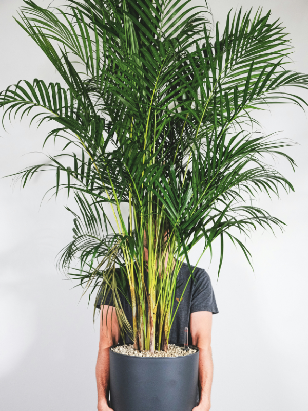 Palmier areca grande plante d'intérieur