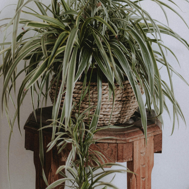 La plante araignée, la plante tombante d'intérieur la plus courante