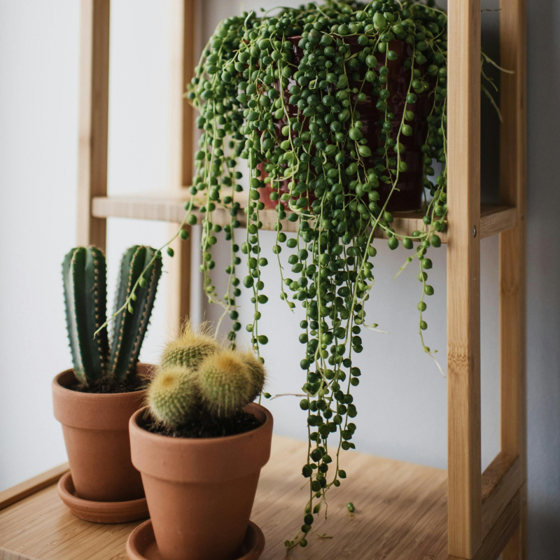 Plante tombante d'intérieur collier de perle