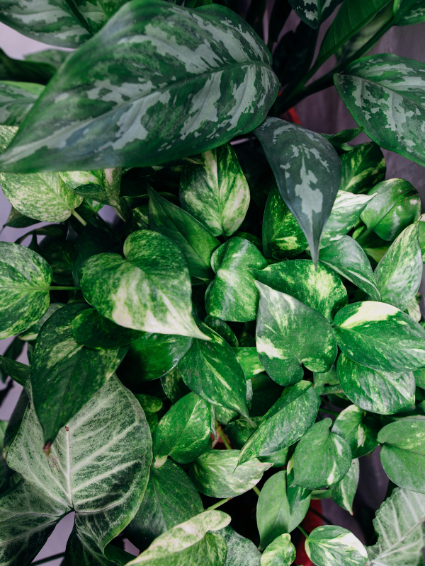Pothos géant, plante XXL