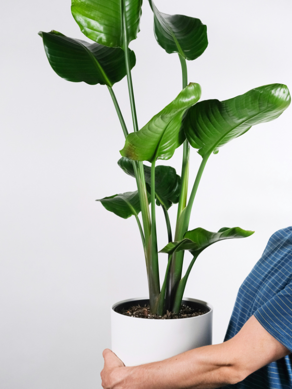 La strelizia, grande plante d'intérieur
