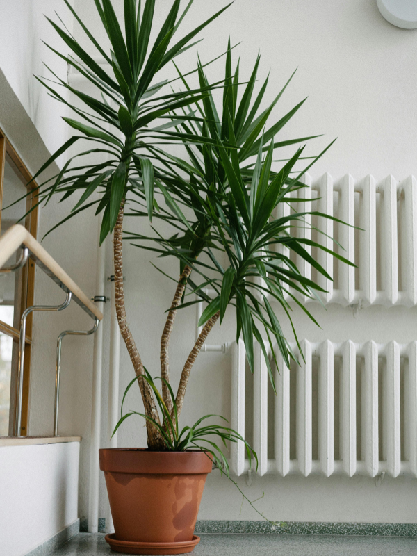 Le yucca