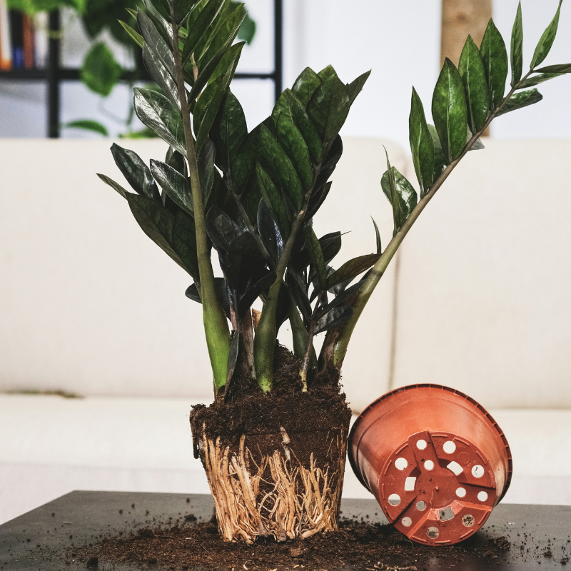 Changer de pot plante intérieure