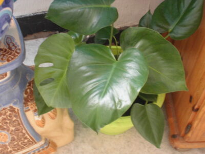 échange plante d'intérieur phylodendron monstera