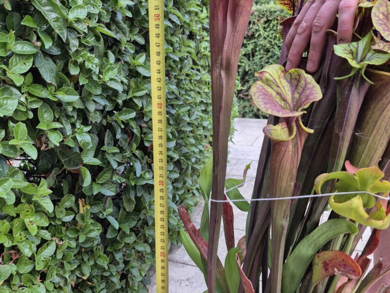 Plantes carnivores, Sarracenias, Attrape insectes, anti frelon, guêpes, mouches, punaises