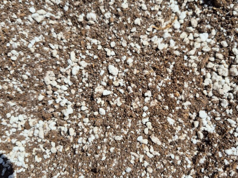 Plantes carnivores, Sarracenias, Attrape insectes, anti frelon, guêpes, mouches, punaises