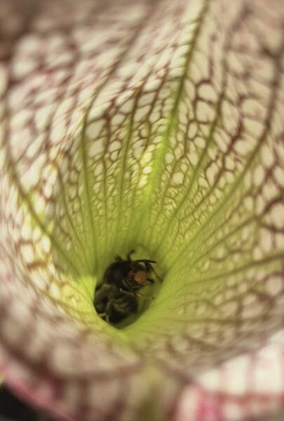 Plantes carnivores, Sarracenias, Attrape insectes, anti frelon, guêpes, mouches, punaises