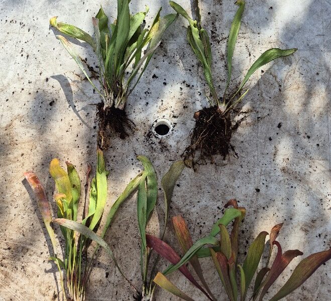 Plantes carnivores, Sarracenias, Attrape insectes, anti frelon, guêpes, mouches, punaises