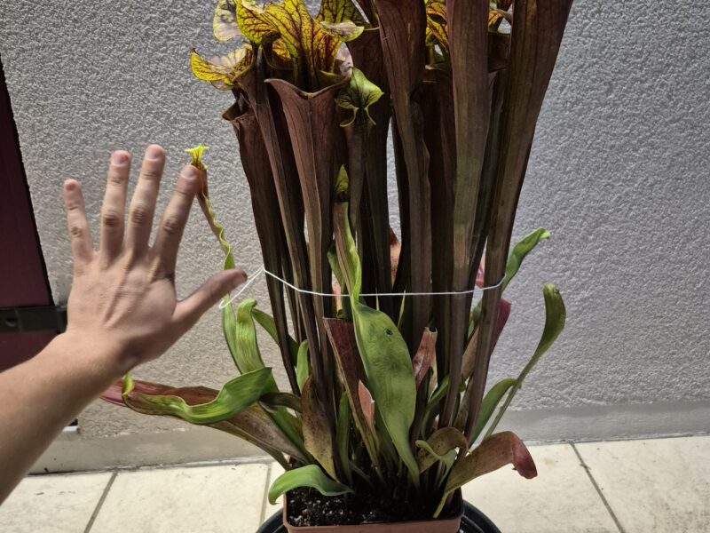 Plantes carnivores, Sarracenias, Attrape insectes, anti frelon, guêpes, mouches, punaises