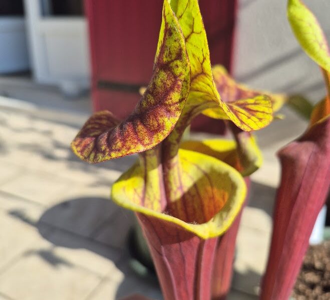 Plantes carnivores, Sarracenias, Attrape insectes, anti frelon, guêpes, mouches, punaises