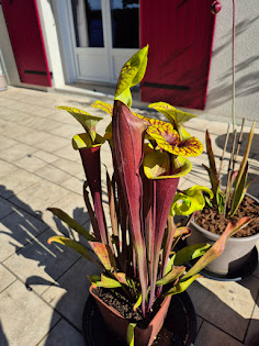 Plantes carnivores, Sarracenias, Attrape insectes, anti frelon, guêpes, mouches, punaises