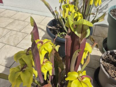 Plantes carnivores, Sarracenias, Attrape insectes, anti frelon, guêpes, mouches, punaises