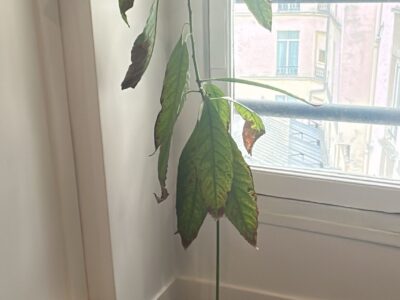 Plante d'avocat