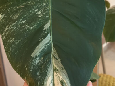 Monstera deliciosa variegata plante rare