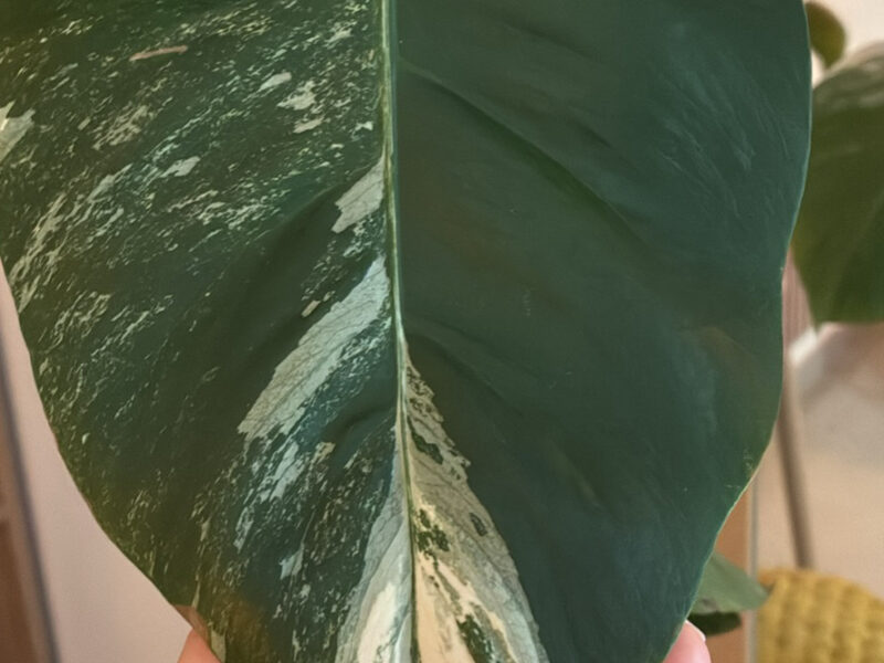 Monstera deliciosa variegata plante rare