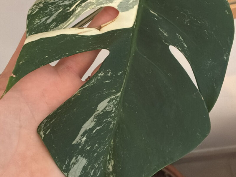 Monstera deliciosa variegata plante rare