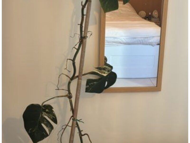 Monstera deliciosa variegata plante rare