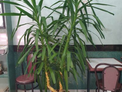 Yucca Elephantipes 2 mètres