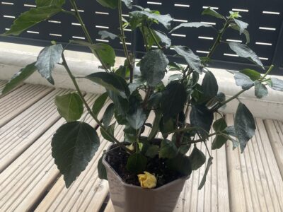 Hibiscus