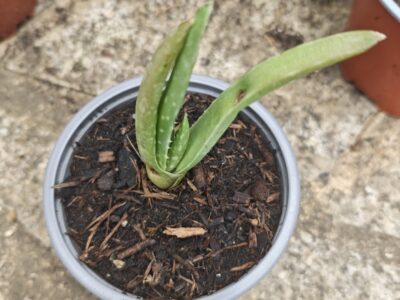 Aloe Véra