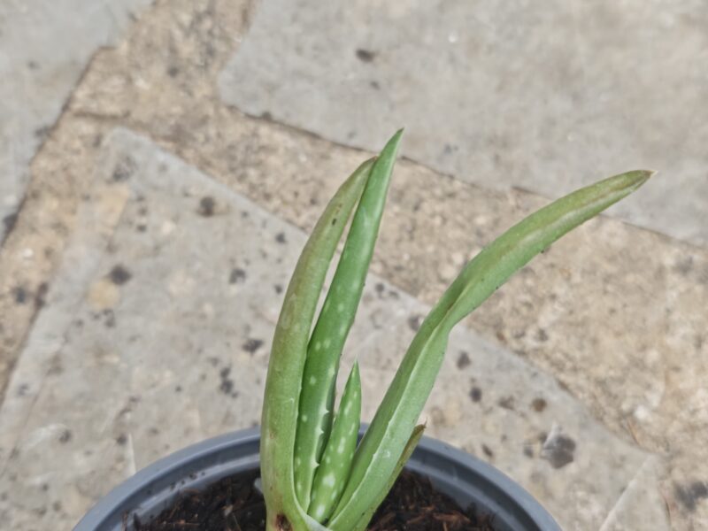 Aloe Véra