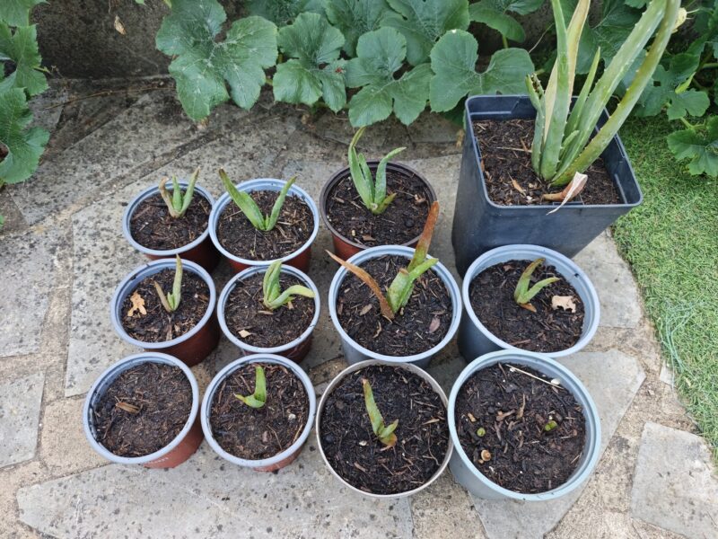 Aloe Véra