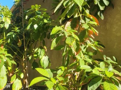 Avocatiers en pots (âge environ 10 ans)