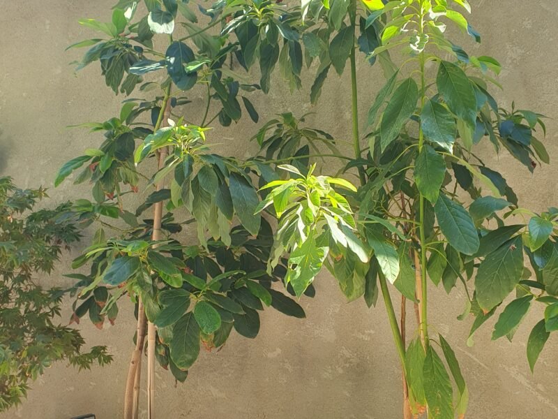 Avocatiers en pots (âge environ 10 ans)