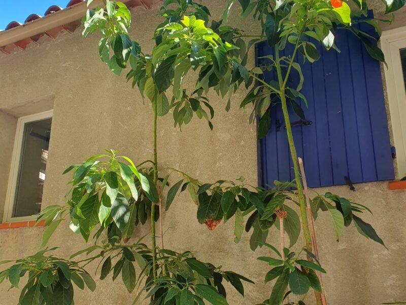 Avocatiers en pots (âge environ 10 ans)