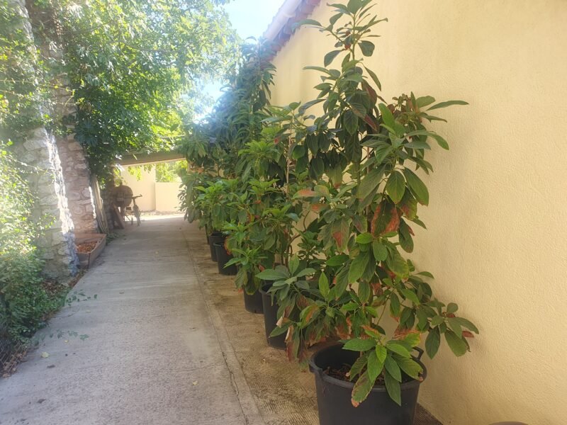 Avocatiers en pots (âge environ 10 ans)