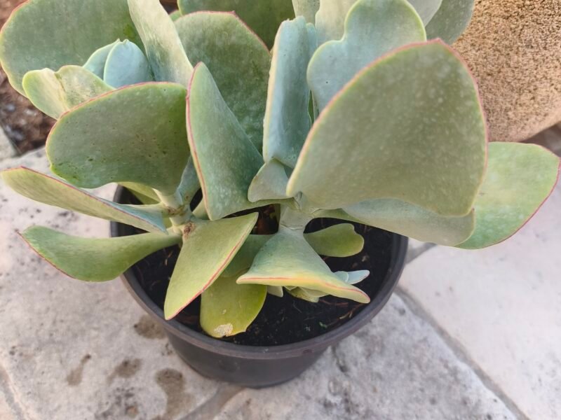 Plante grasse