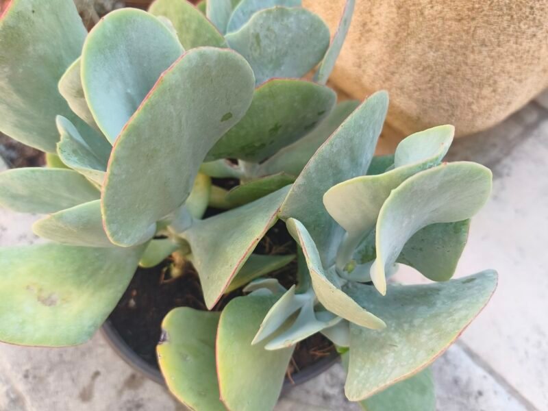 Plante grasse